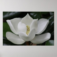 Magnolia Blossom on the Blacksburg Campus