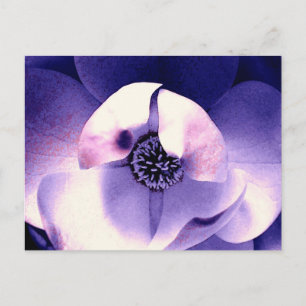 Magnolia Blossom Postcard