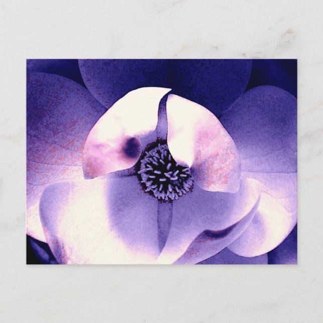 Magnolia Blossom Postcard (Front)