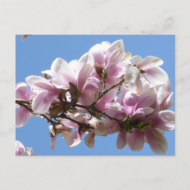 Magnolia Blossom Postcard (Front)