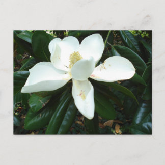 Magnolia Blossom Postcard