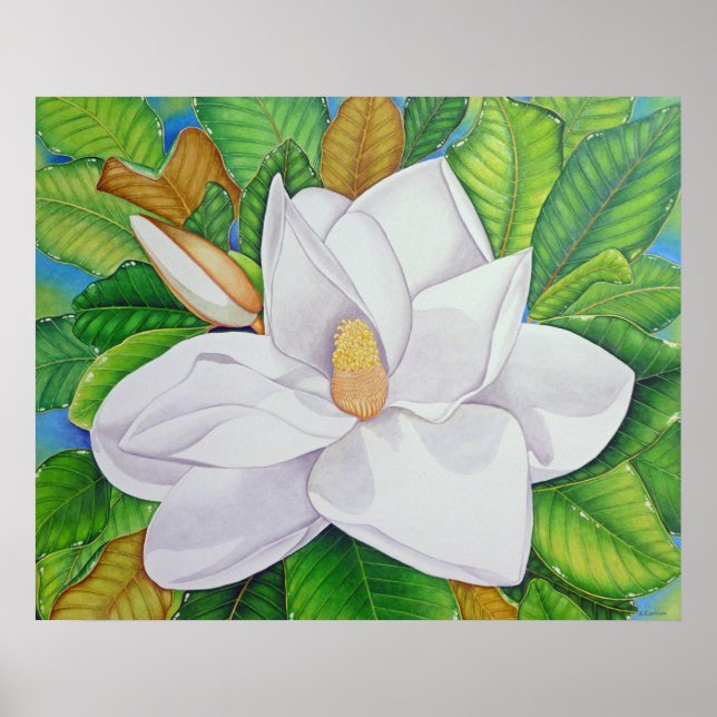Magnolia Blossom Poster (Front)