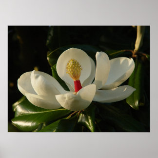 Magnolia Blossom Poster
