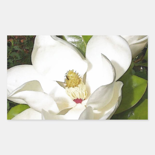 Magnolia Blossom Rectangular Sticker (Front)