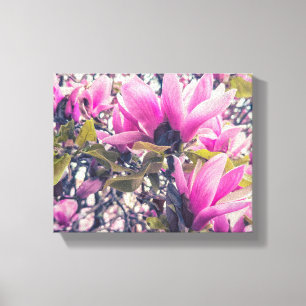 Magnolia Blossoms  Canvas Print