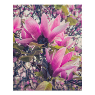 Magnolia Blossoms Poster
