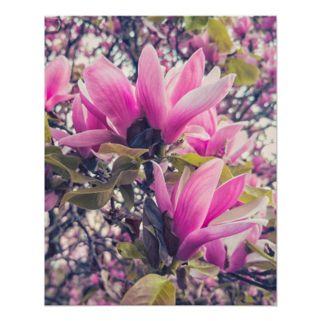 Magnolia Blossoms Poster (Front)