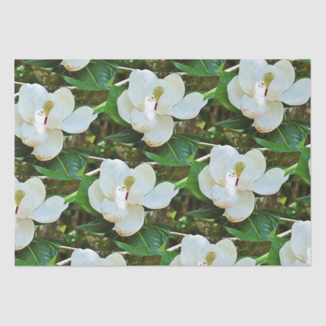Magnolia Blossoms Tissue Paper (Front)