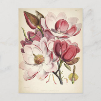 Magnolia - Botanicals Collection Postcard