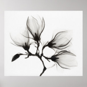 Magnolia Branch with Four Flowers (ca. 1910-1925) Poster
