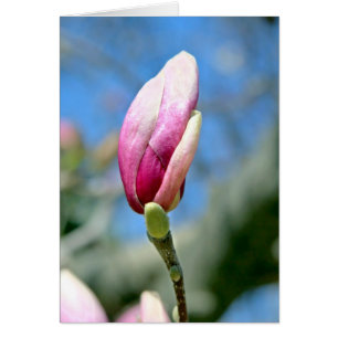 Magnolia Bud