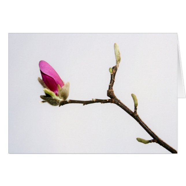"magnolia bud" by Larry Coressel (Front Horizontal)