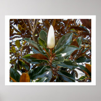 Magnolia Bud   Poster