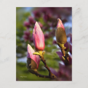 Magnolia Buds Postcard