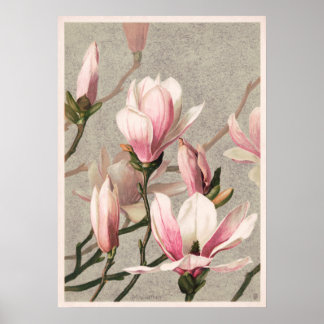 Magnolia by L. Prang Poster