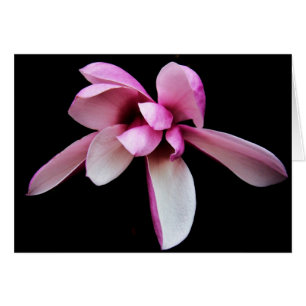"magnolia" by Larry Coressel