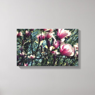 Magnolia Canvas Print