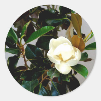 Magnolia Classic Round Sticker
