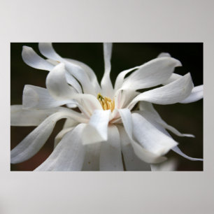 Magnolia Dances Photography Poster