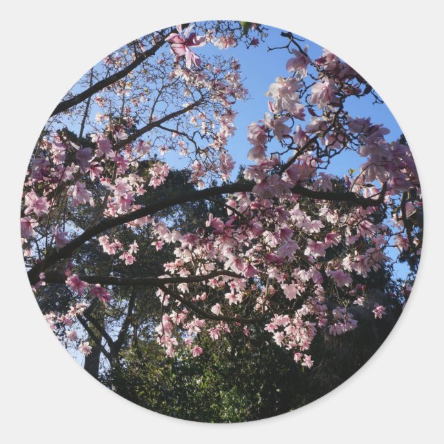 Magnolia dawsoniana #2 Stickers (Front)