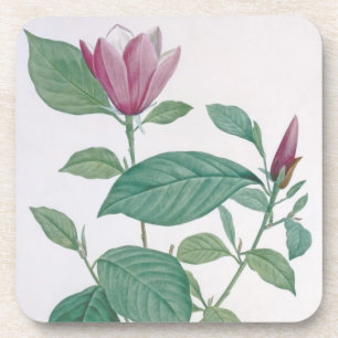 Magnolia discolour, engraved by Legrand (colour Coaster
