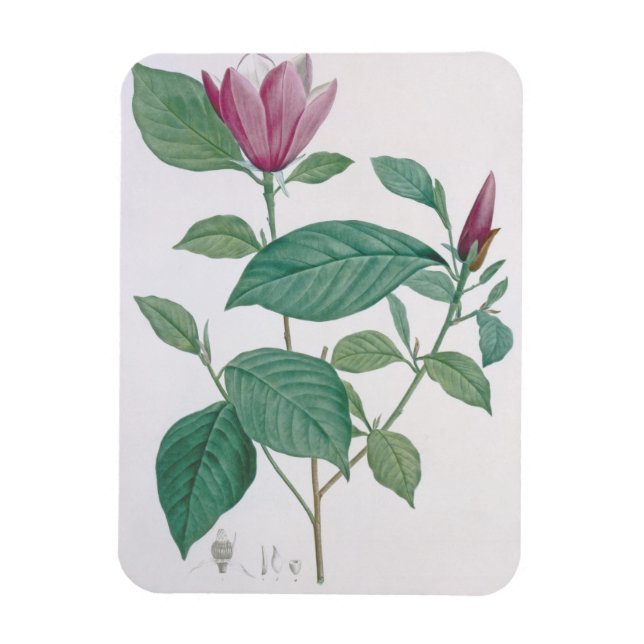 Magnolia discolour, engraved by Legrand (colour li Magnet (Vertical)
