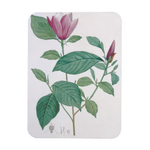Magnolia discolour, engraved by Legrand (colour Magnet