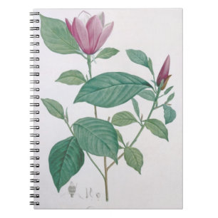 Magnolia discolour, engraved by Legrand (colour Notebook