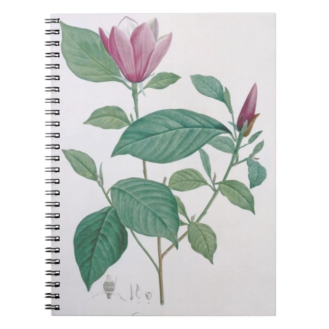 Magnolia discolour, engraved by Legrand (colour Notebook (Front)