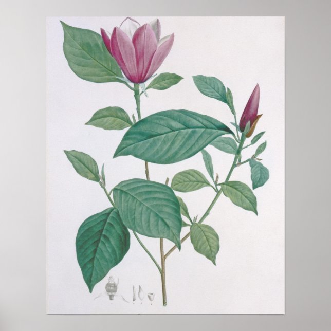 Magnolia discolour, engraved by Legrand (colour Poster (Front)