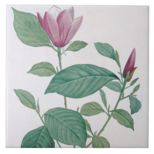Magnolia discolour, engraved by Legrand (colour Tile