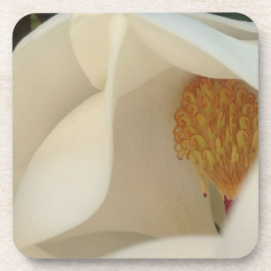 Magnolia Floral Fine Art Photograph Coaster