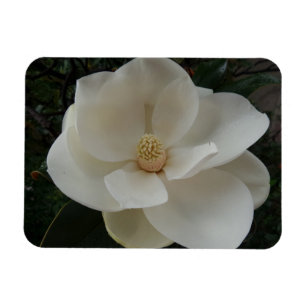 Magnolia Flower 3"x4" Magnet