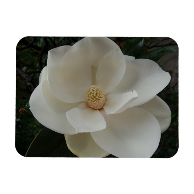 Magnolia Flower 3"x4" Magnet (Horizontal)
