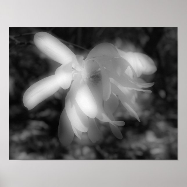Magnolia Flower Black And White High Contrast  Poster (Front)