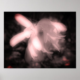 Magnolia Flower Black And White High Contrast  Poster