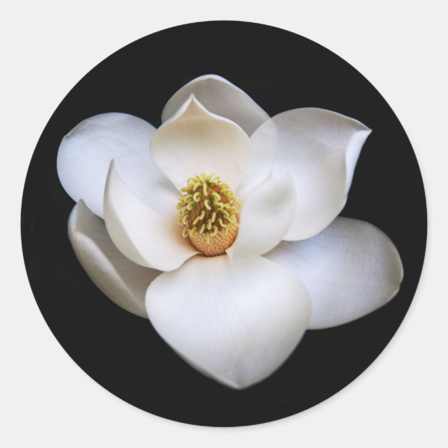 Magnolia Flower Black Round Sticker Floral (Front)