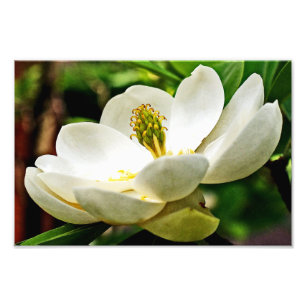 Magnolia Flower Close Up Photo Print