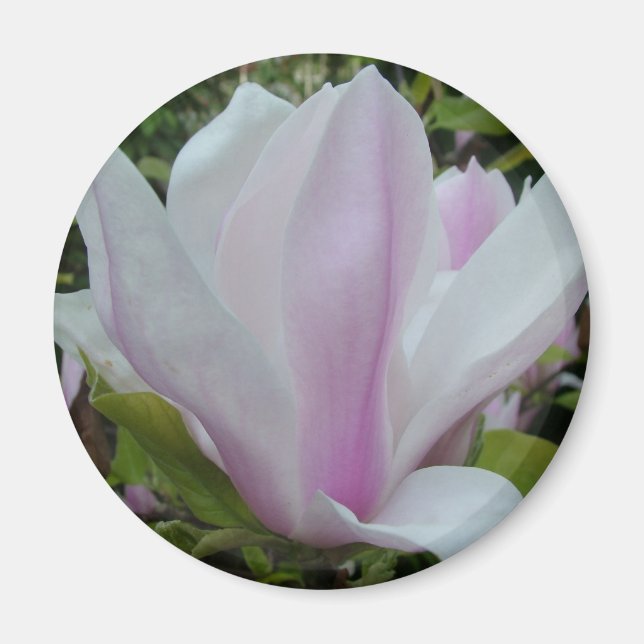 magnolia flower magnet (Front)