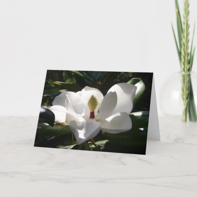 magnolia flower photography greeting card art (Front)