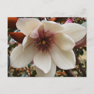 Magnolia flower postcard