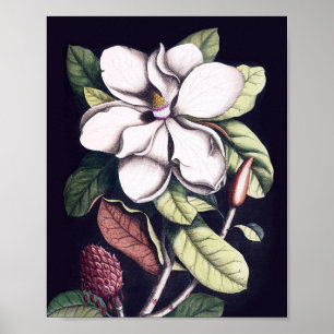 Magnolia Flower Poster