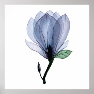 Magnolia flower poster