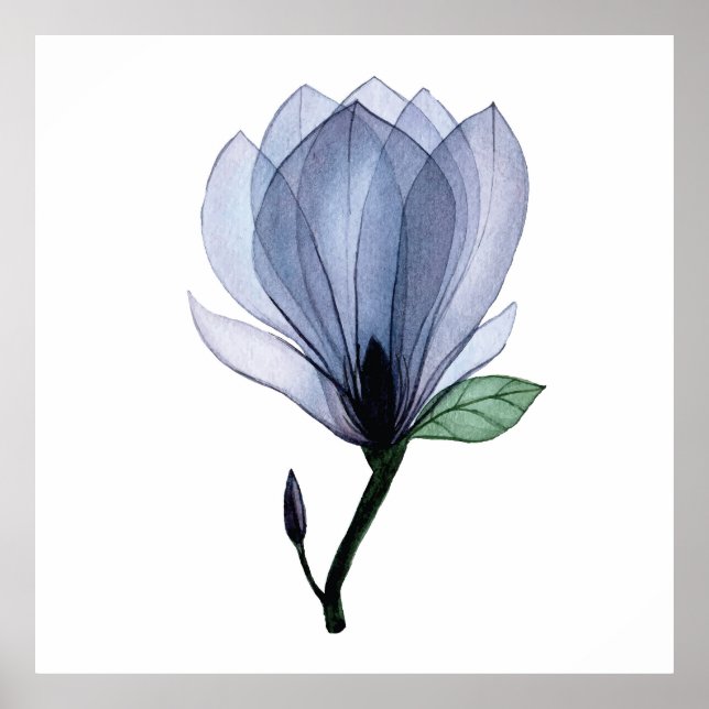 Magnolia flower poster (Front)