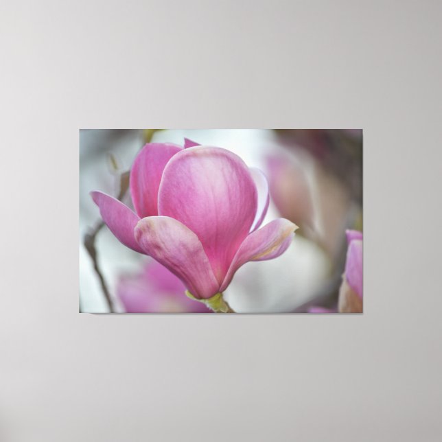 Magnolia Flower Tree Canvas Print (Front)