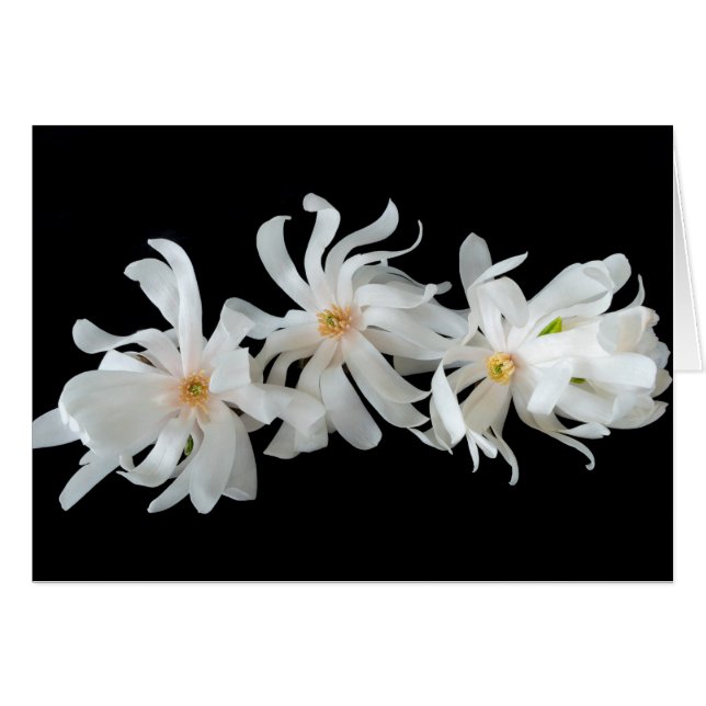 Magnolia Flower Trio on Black (Front Horizontal)