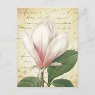 Magnolia Flower Vintage Botanical Postcard
