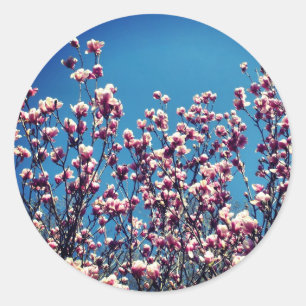 Magnolia Flowers Blue Sky  Classic Round Sticker