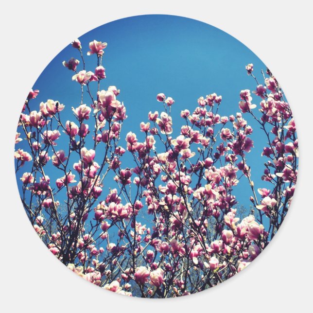 Magnolia Flowers Blue Sky  Classic Round Sticker (Front)