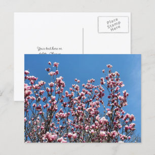 Magnolia Flowers Blue Sky Personalised Postcard